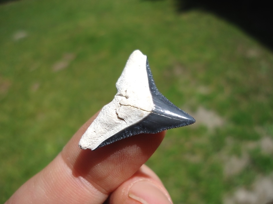 Large image 2 Bone Valley Bull Shark Tooth with Slight Pathology