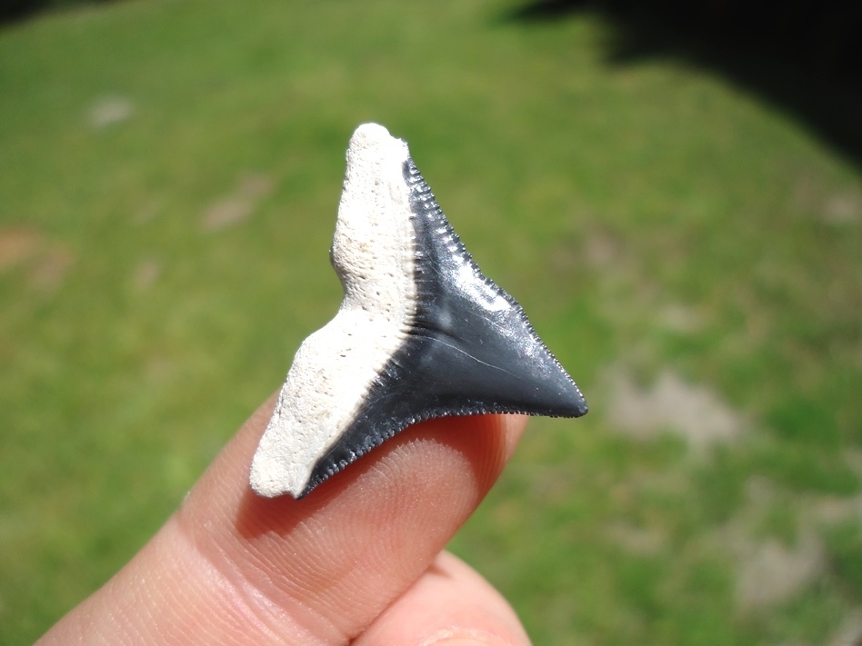 Large image 3 Bone Valley Bull Shark Tooth with Slight Pathology