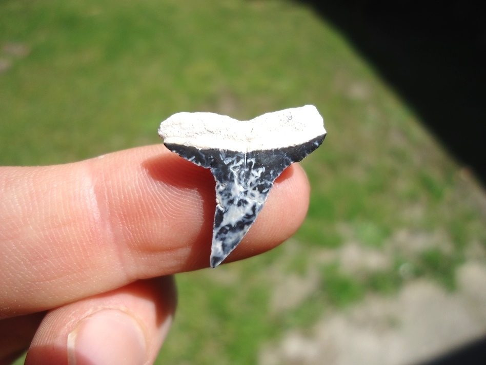 Large image 1 Marbled Bone Valley Lemon Shark Tooth