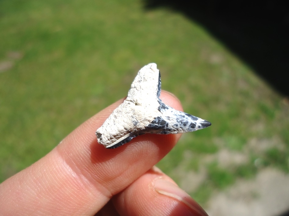 Large image 2 Marbled Bone Valley Lemon Shark Tooth