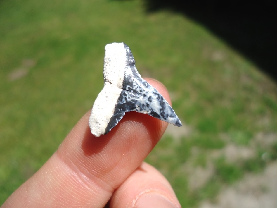 Large image 3 Marbled Bone Valley Lemon Shark Tooth
