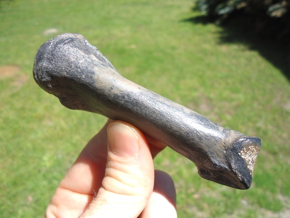 Large image 1 Rare Leisey Shell Pit Llama Phalanx
