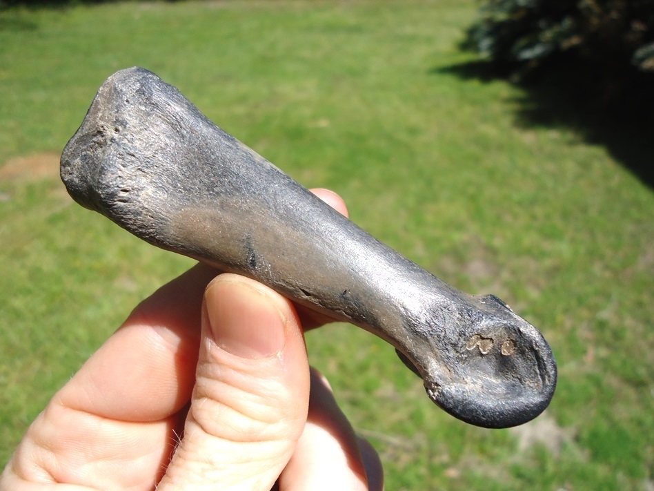 Large image 2 Rare Leisey Shell Pit Llama Phalanx