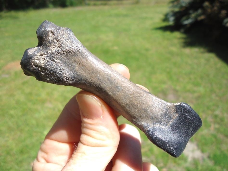Large image 3 Rare Leisey Shell Pit Llama Phalanx