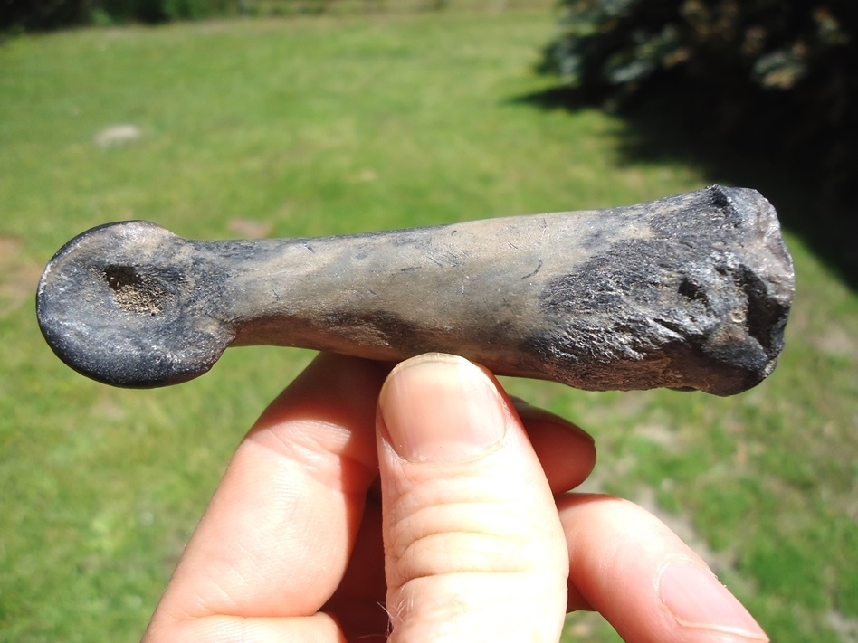 Large image 4 Rare Leisey Shell Pit Llama Phalanx