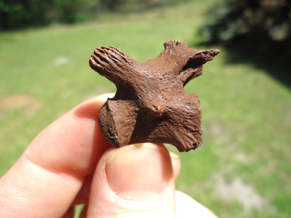 Large image 1 Snapping Turtle Vertebra