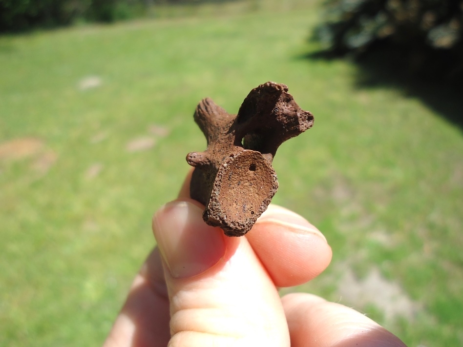 Large image 2 Snapping Turtle Vertebra