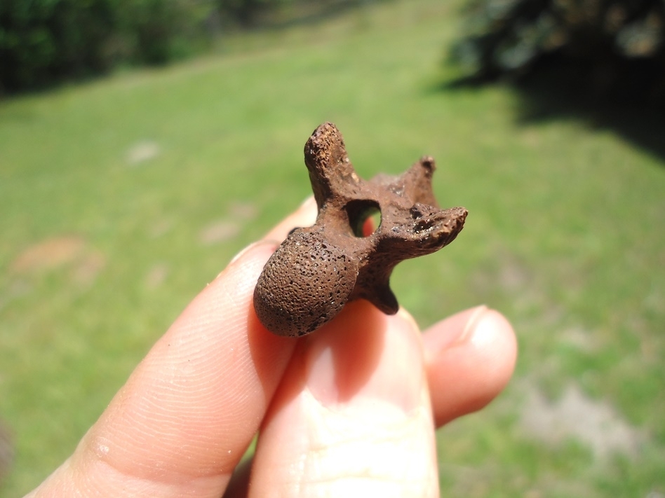 Large image 3 Snapping Turtle Vertebra
