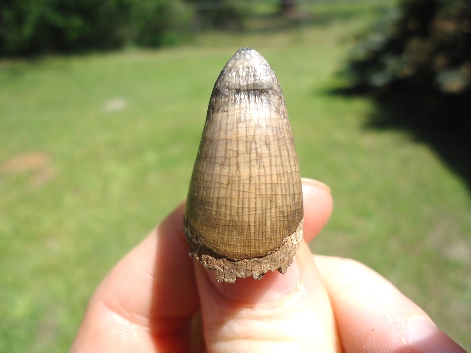 Large image 1 Choice Quality Alligator Tooth