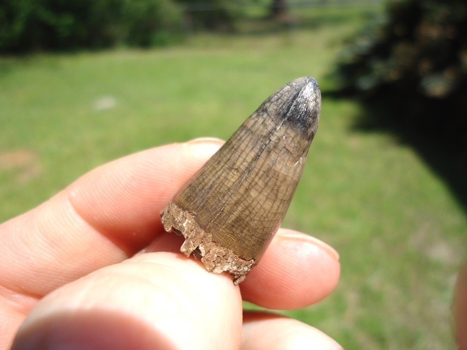 Large image 2 Choice Quality Alligator Tooth