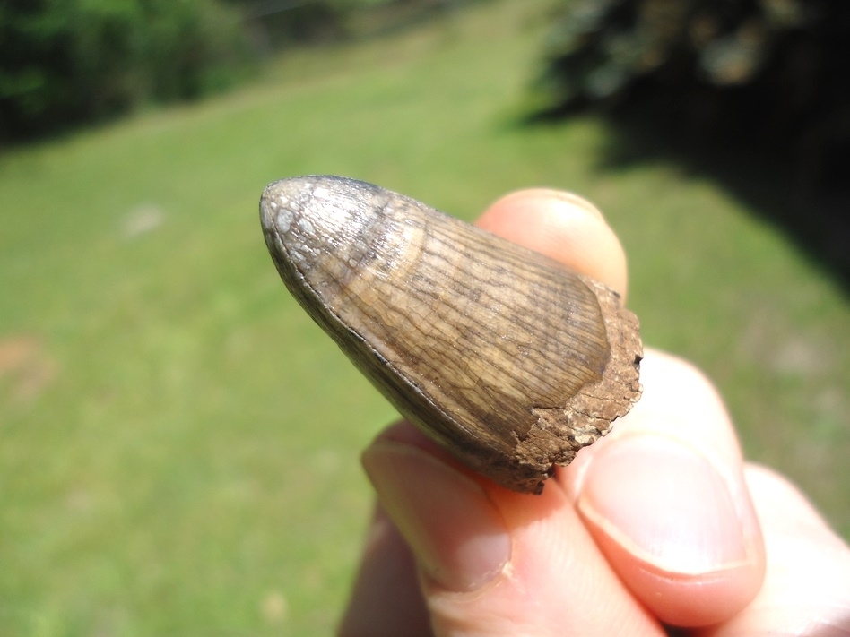 Large image 3 Choice Quality Alligator Tooth