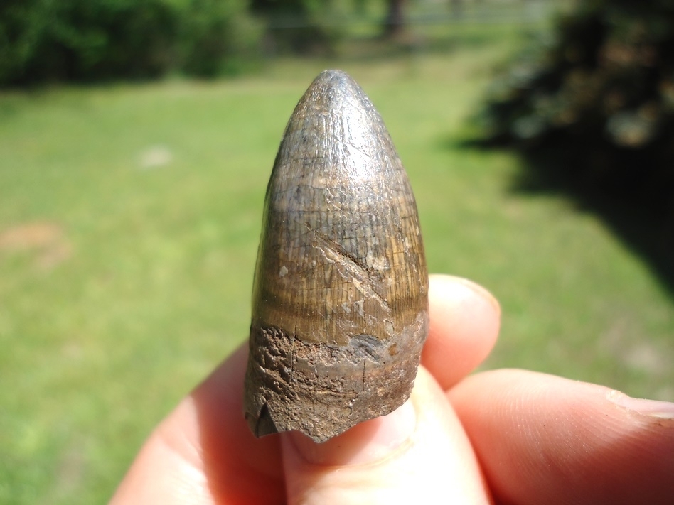 Large image 1 Choice Quality Alligator Tooth