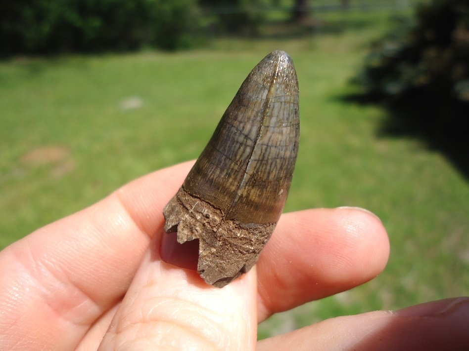 Large image 2 Choice Quality Alligator Tooth