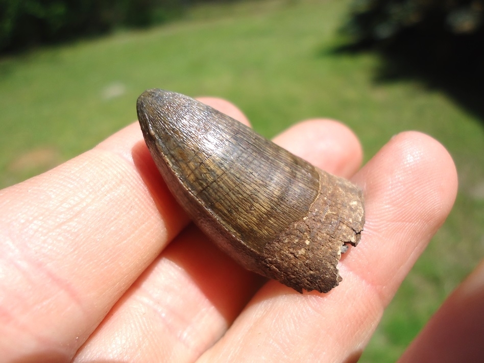 Large image 3 Choice Quality Alligator Tooth