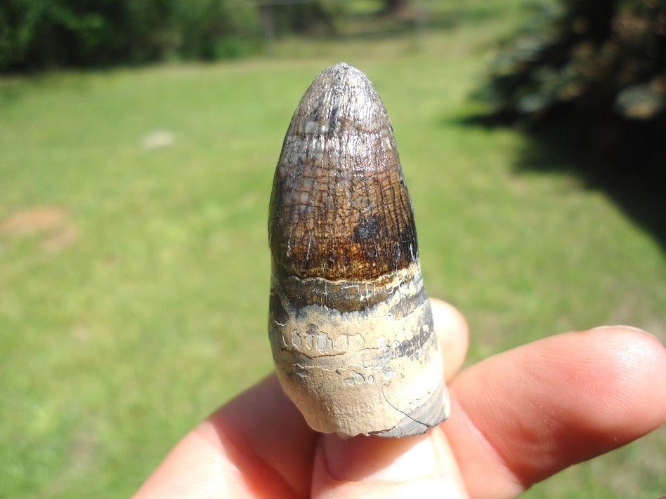 Large image 1 Colorful Rooted Alligator Tooth