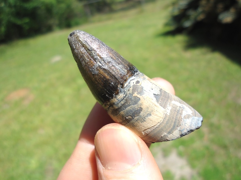 Large image 2 Colorful Rooted Alligator Tooth