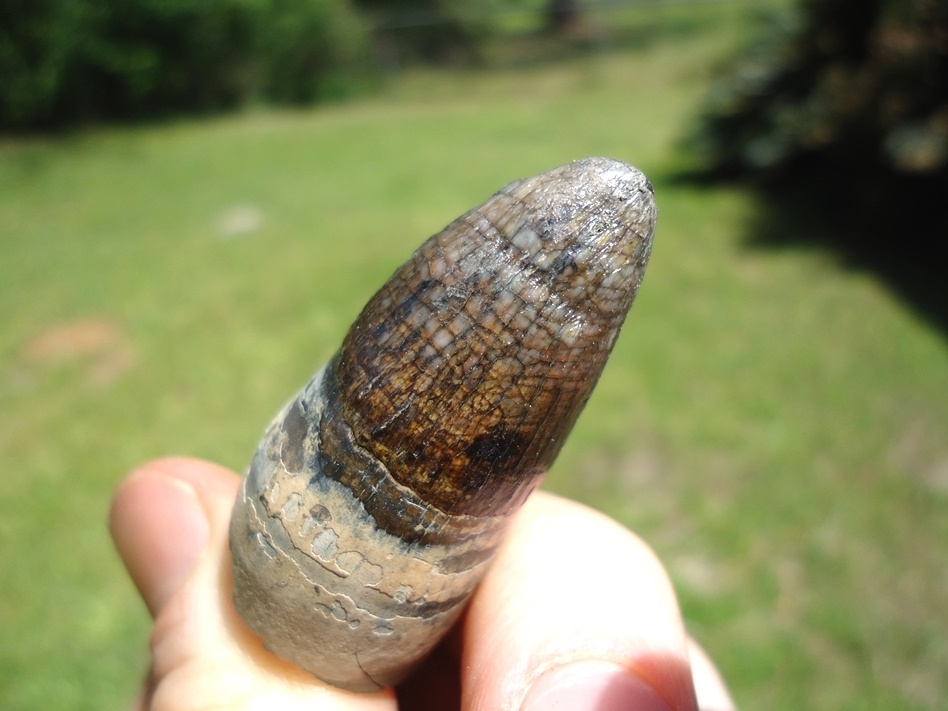 Large image 3 Colorful Rooted Alligator Tooth