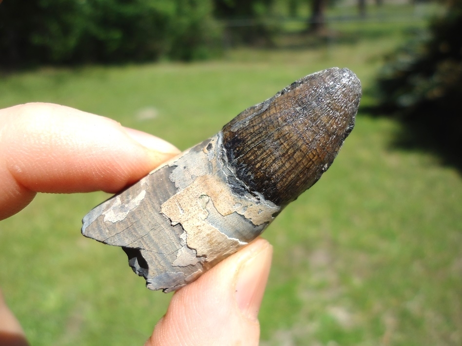 Large image 4 Colorful Rooted Alligator Tooth