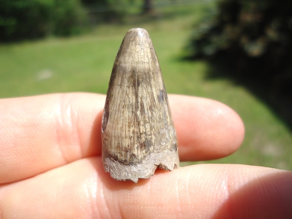 Large image 1 Choice Quality Alligator Tooth