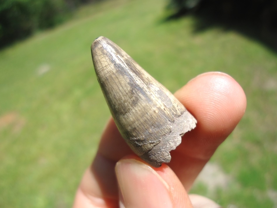 Large image 2 Choice Quality Alligator Tooth
