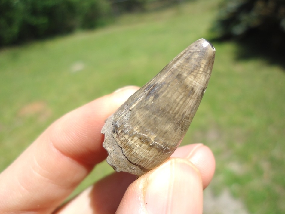Large image 3 Choice Quality Alligator Tooth