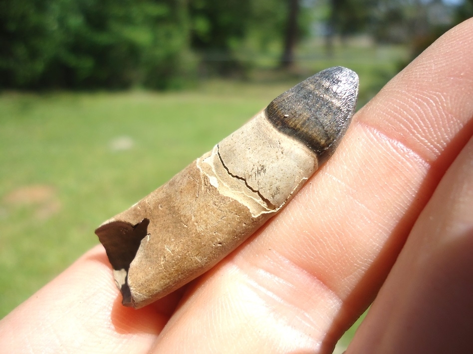 Large image 3 Superb Rooted Alligator Tooth