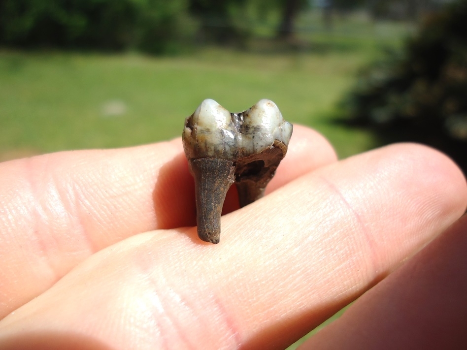 Large image 1 Colorful Rooted Peccary Molar