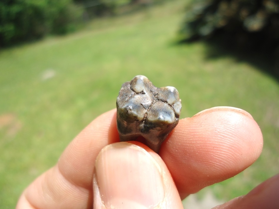 Large image 2 Colorful Rooted Peccary Molar