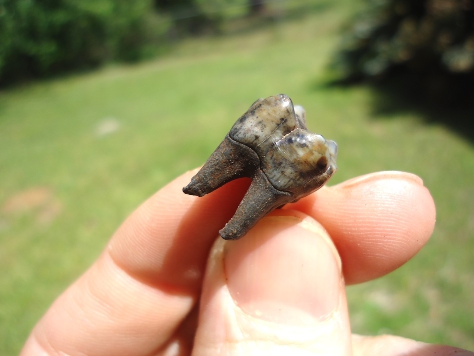 Large image 3 Colorful Rooted Peccary Molar