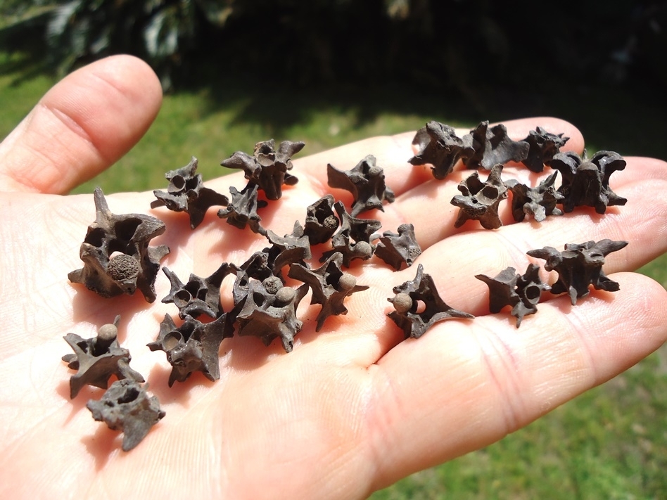 Large image 1 25 Choice Snake Vertebra