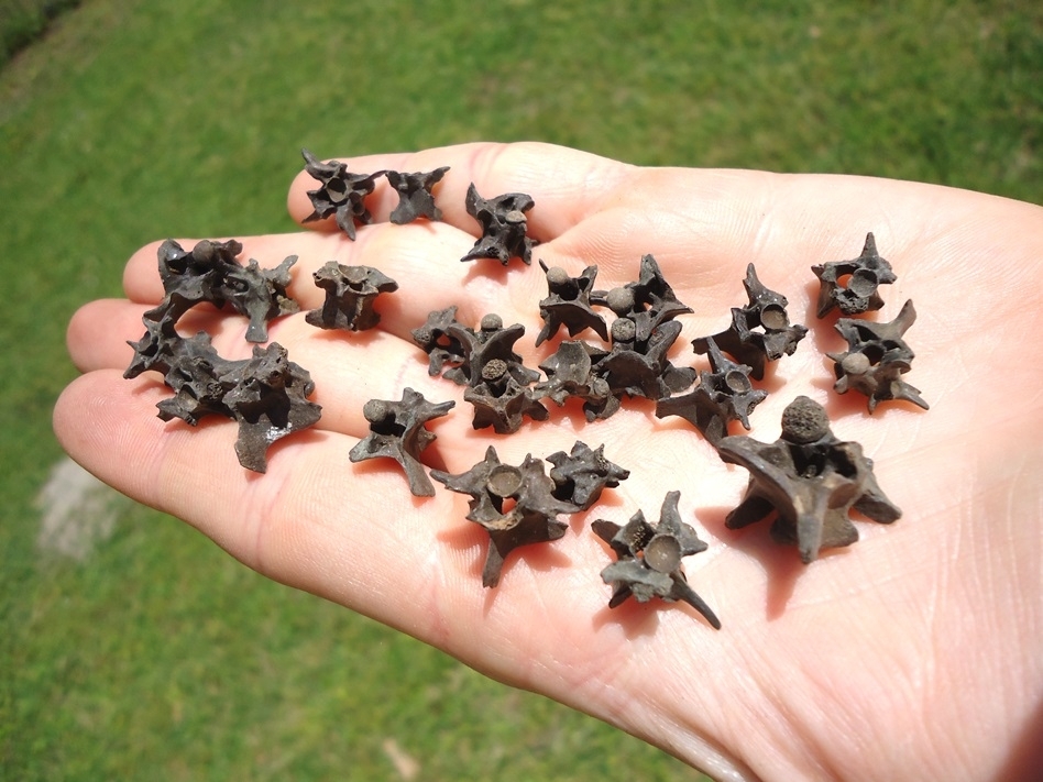 Large image 2 25 Choice Snake Vertebra