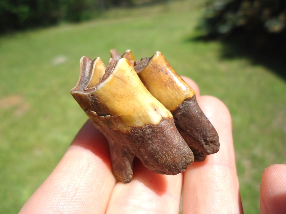 Large image 1 Gorgeous Fiery Llama Molar
