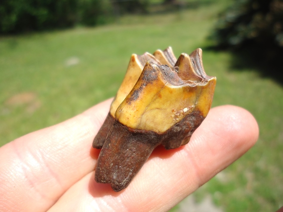 Large image 2 Gorgeous Fiery Llama Molar