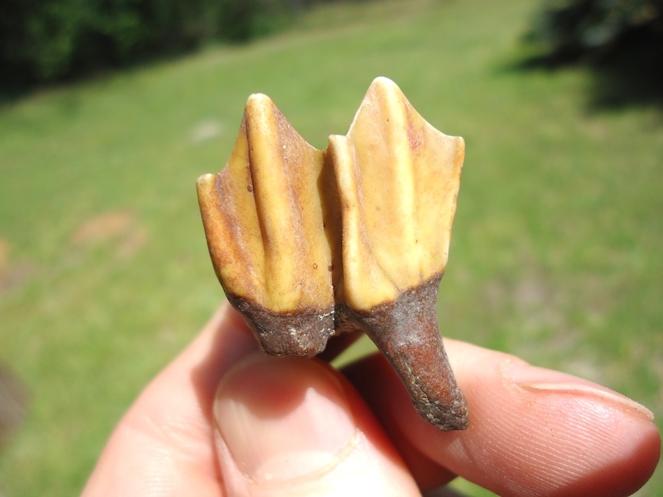 Large image 3 Gorgeous Fiery Llama Molar