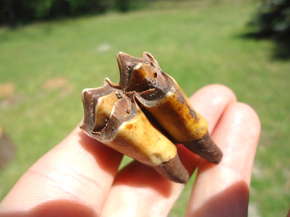 Large image 4 Gorgeous Fiery Llama Molar