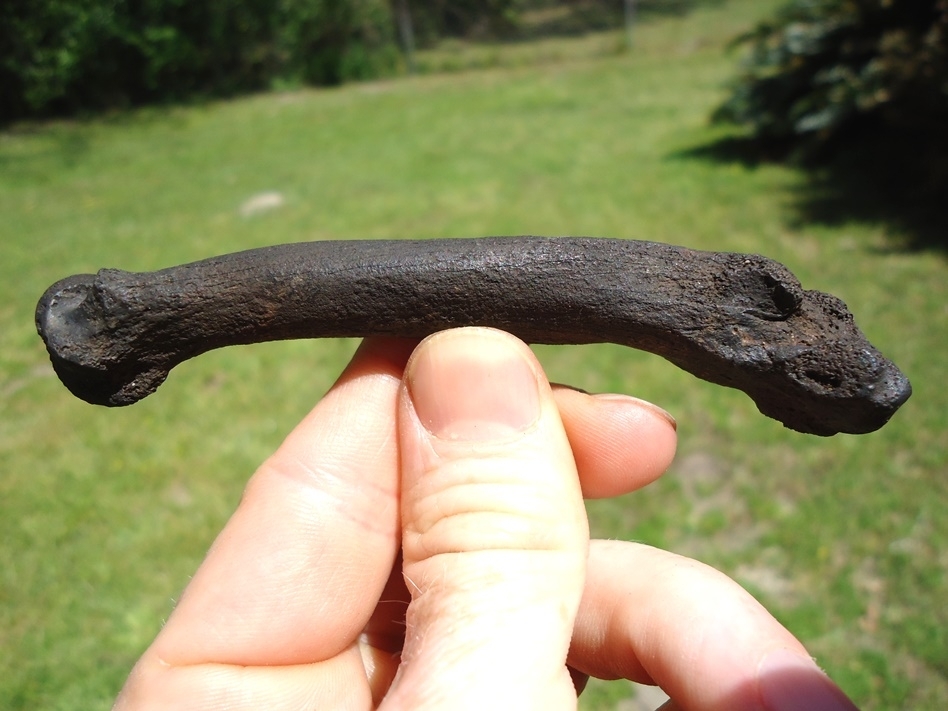 Large image 1 Top Quality Jaguar Metacarpal
