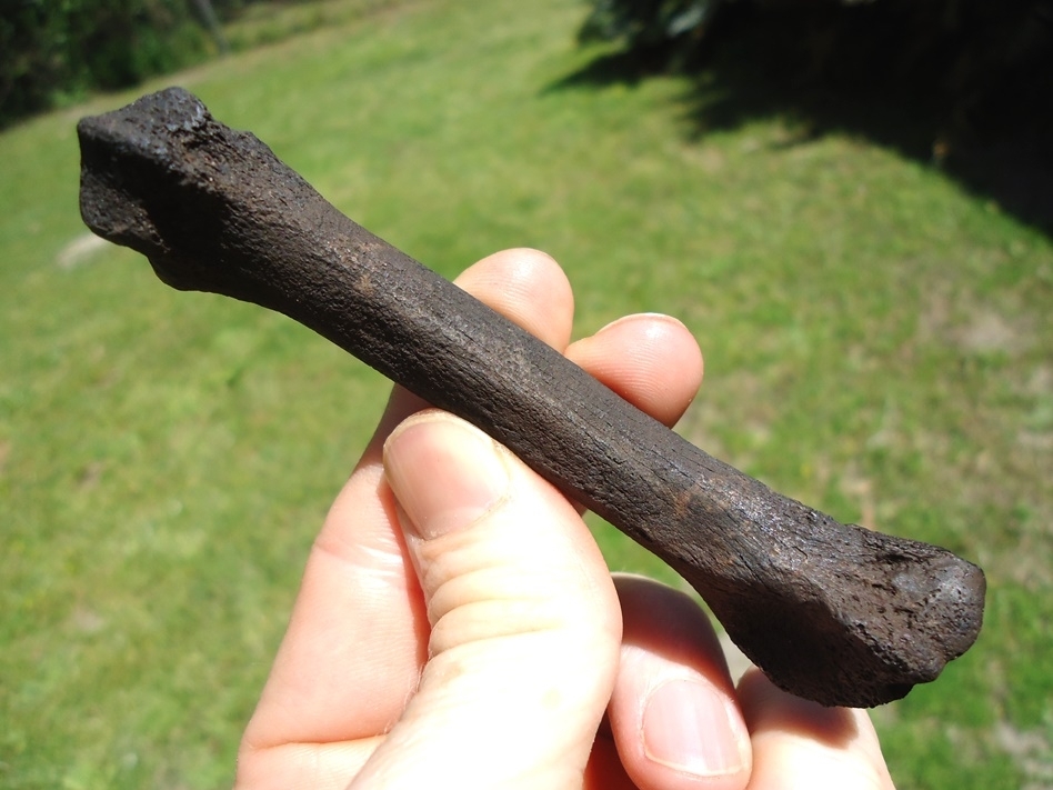Large image 2 Top Quality Jaguar Metacarpal