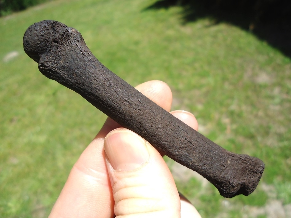 Large image 3 Top Quality Jaguar Metacarpal