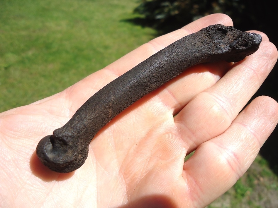Large image 4 Top Quality Jaguar Metacarpal