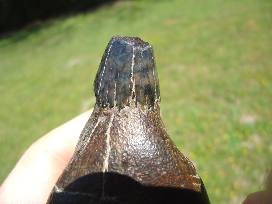 Large image 5 Exceptional Sperm Whale Tooth