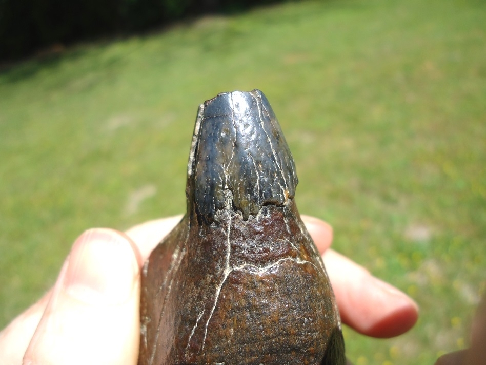 Large image 6 Exceptional Sperm Whale Tooth