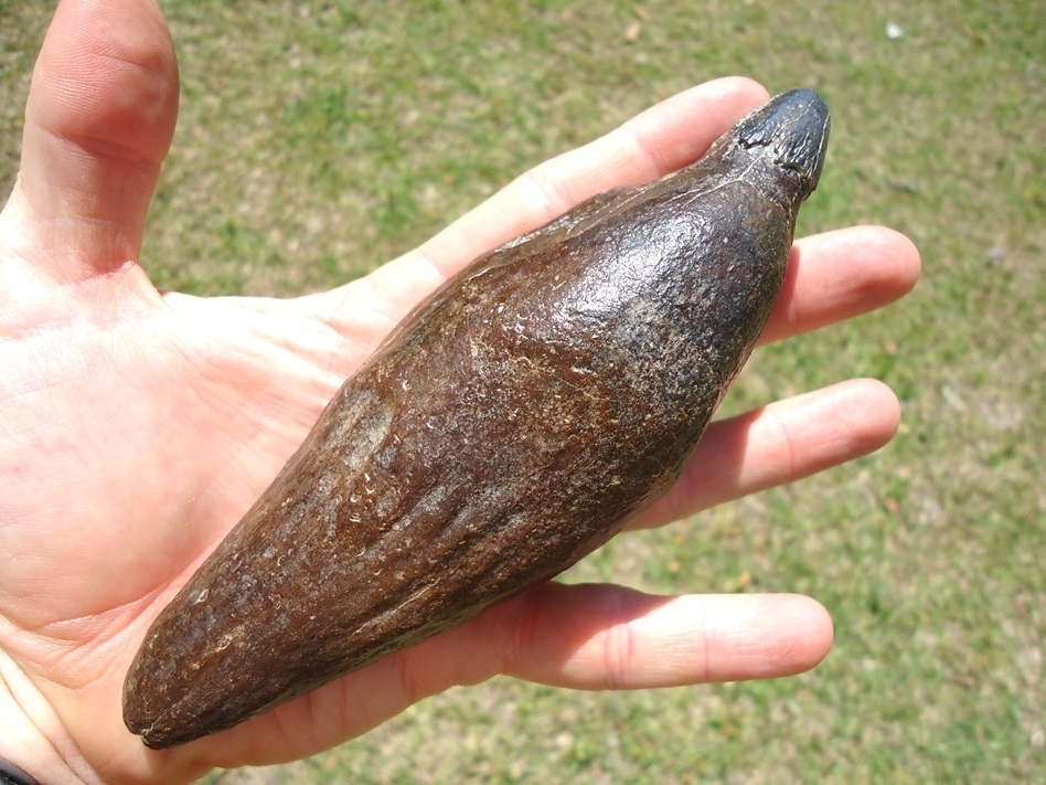 Large image 7 Exceptional Sperm Whale Tooth