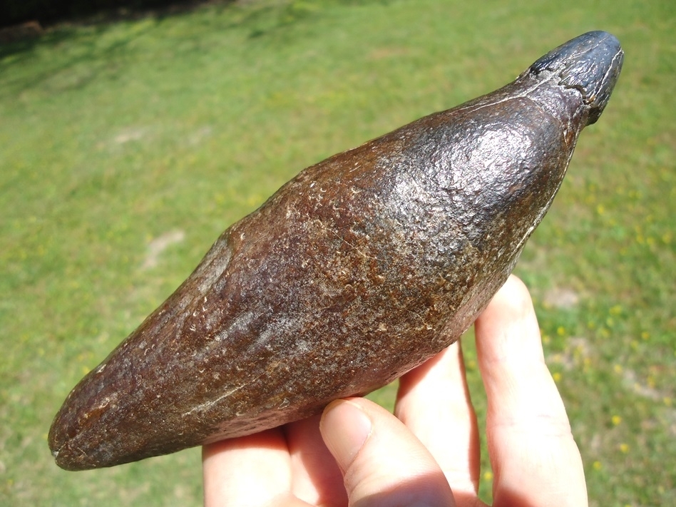 Large image 1 Exceptional Sperm Whale Tooth