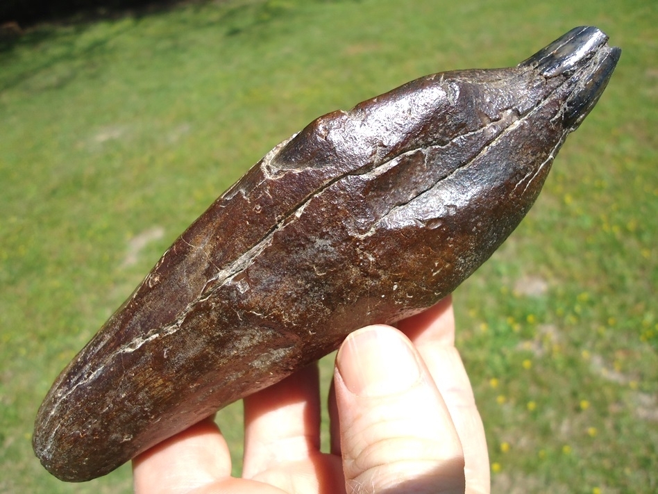 Large image 2 Exceptional Sperm Whale Tooth