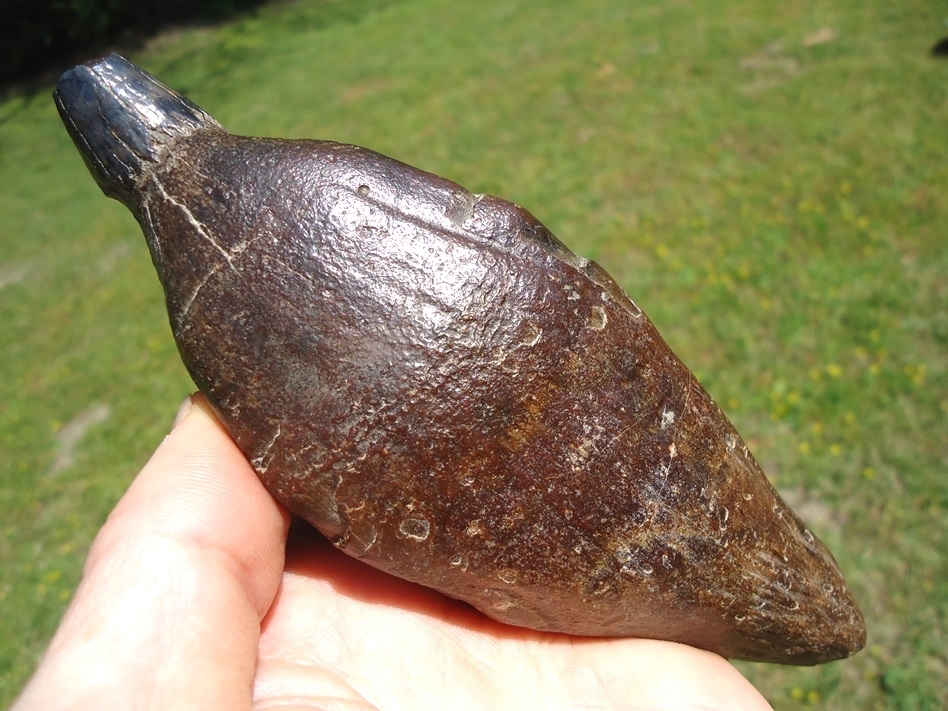 Large image 3 Exceptional Sperm Whale Tooth