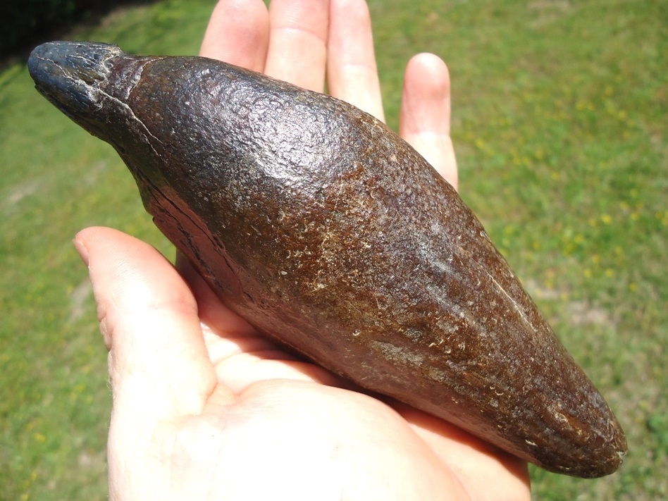 Large image 4 Exceptional Sperm Whale Tooth