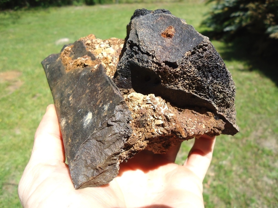 Large image 1 Section of Pleistocene Matrix with Two Mastodon Bones