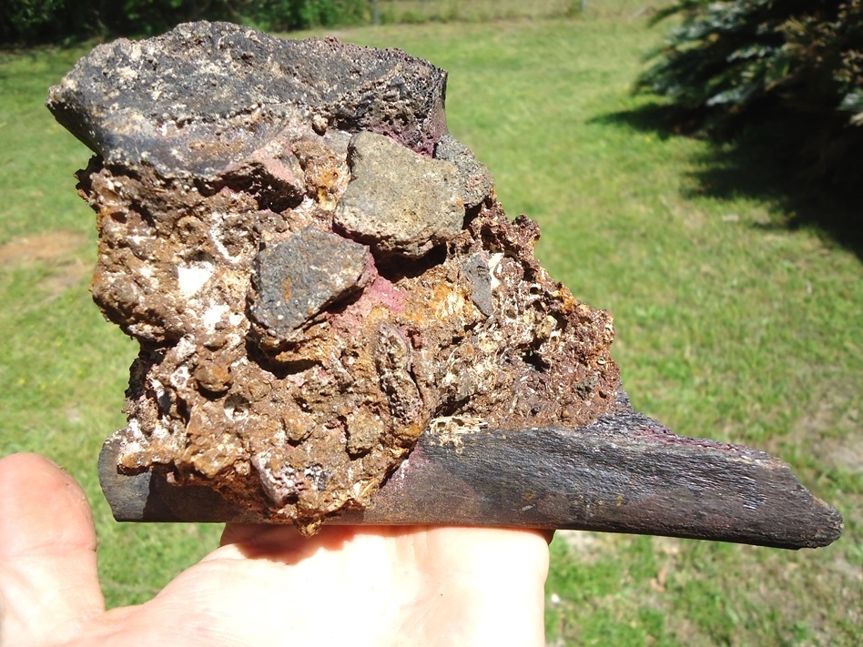 Large image 2 Section of Pleistocene Matrix with Two Mastodon Bones