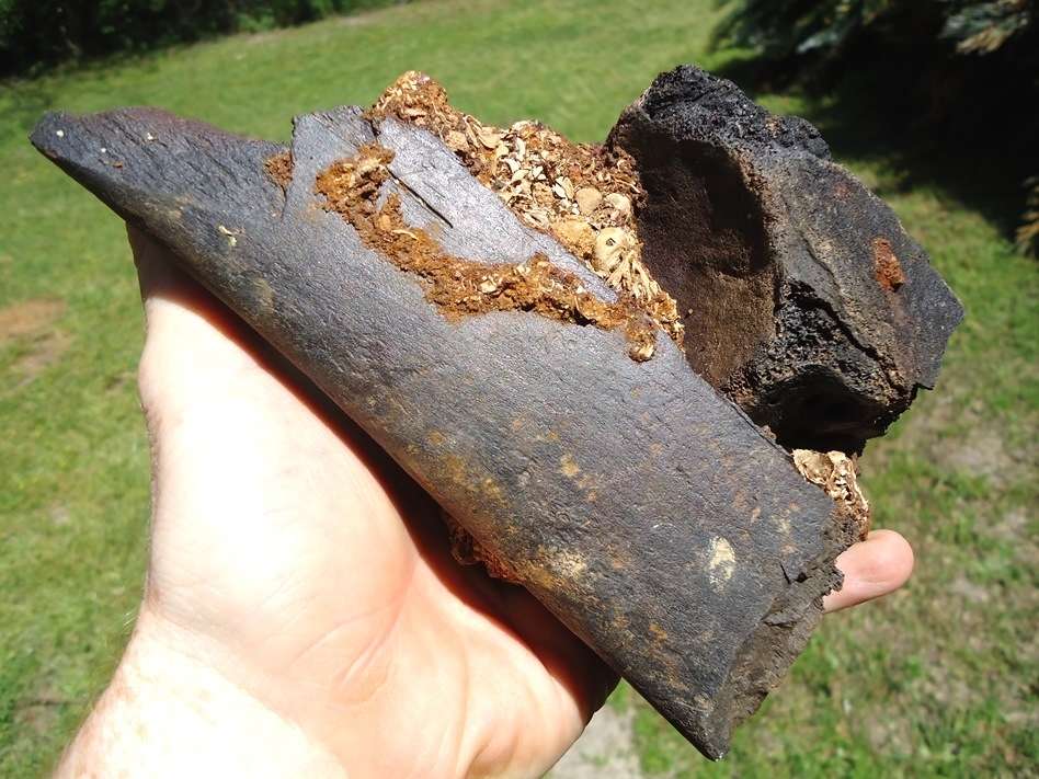 Large image 4 Section of Pleistocene Matrix with Two Mastodon Bones