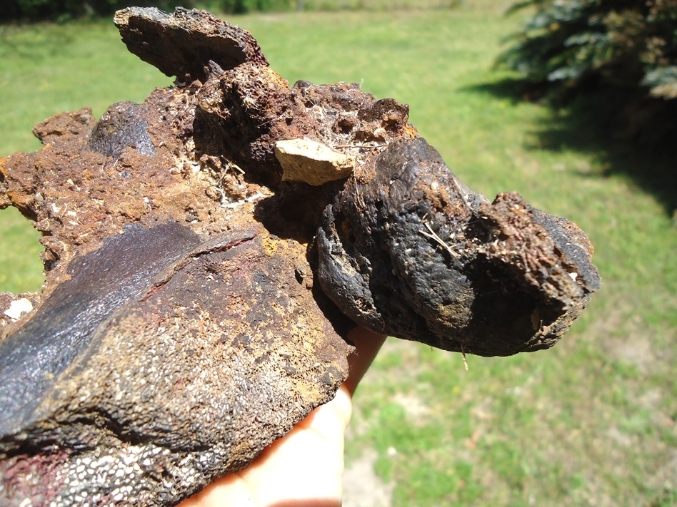 Large image 1 Section of Pleistocene Matrix with Two Mastodon Bones